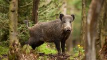Afrikanische Schweinepest in Brandenburg – Kreis Paderborn bereitet sich weiter auf den Krisenfall vor